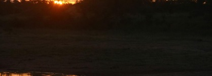 Rhino Walking Safaris