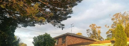 Poplars at Mittagong