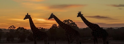 Zoofari Lodge At Taronga Western Plains