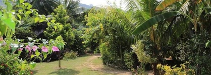 Cocotier Du Rocher