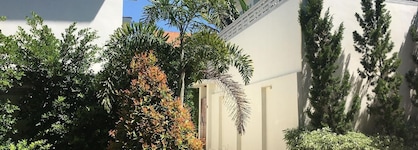 Samui Blue Orchid
