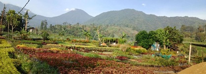 Resort Prima Coolibah