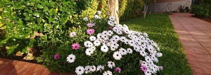 Artistica Suite - La Colline
