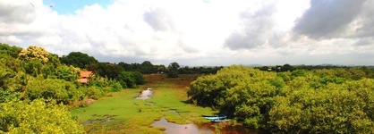 Peacock Land