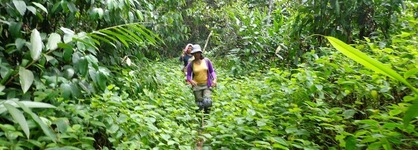 Explorer By Eco Team - Sinharaja