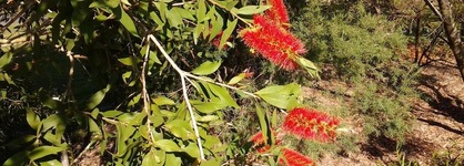 Bottlebrush B&B