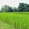 Good Morning Pai - map