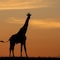 Hillsnek Safari Camp - Amakhala Game Reserve - map