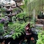 Parigata Resort & Spa