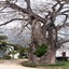 Pinewood Beach Resort & Spa