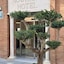 Hotel Nova Roma