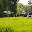 Alaya Resort Ubud