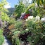 Larch Hill Bed & Breakfast