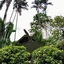Sepilok Jungle Resort