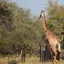 Tshukudu Game Lodge