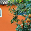 L'orangerie