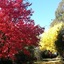 Abelia Cottage Of Daylesford Botanical