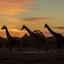 Zoofari Lodge At Taronga Western Plains