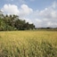 Asri Sari Resort Ubud