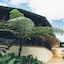 Koro Sun Resort And Rainforest Spa