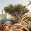Nilea Island Living