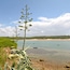 Praia das Furnas