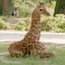 Frankfurt Zoo