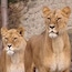 Artis Zoo 