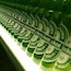 Heineken Experience