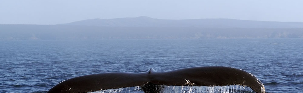Itinerário do Cruzeiro Canadá - Ponant